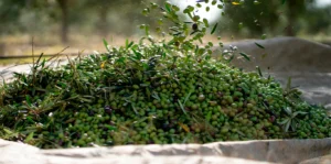 Colheita de azeitonas na Herdade do Esporão, no Alentejo, onde oliveiras ganham espaço ao lado das videiras. Foto: Divulgação